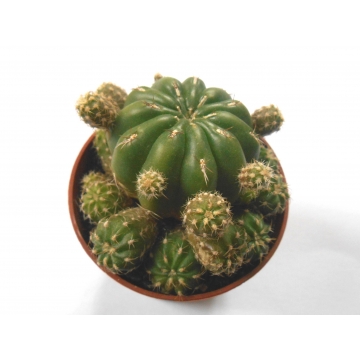 Matucana polzii