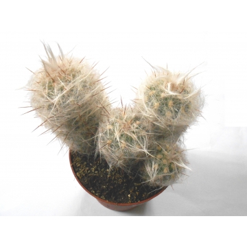 Oreocereus trollii