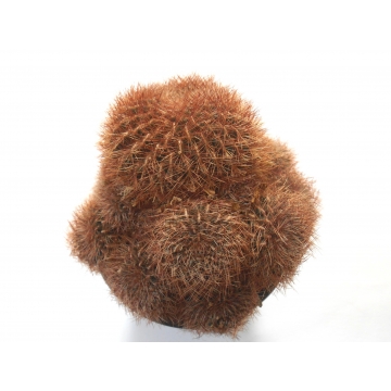 sulcorebutia swobodae
