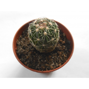 Echinofossulocactus heteracanthus