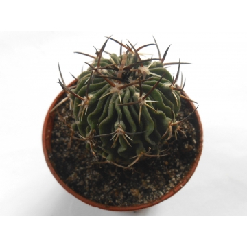 Echinofossulocactus ochoterenaus