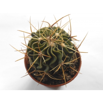 Echinofossulocactus lamellosus