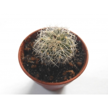Gymnocactus knuthianus