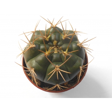 Gymnocalycium eurypleurum