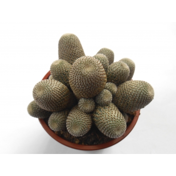 Rebutia albispinus