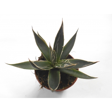 Agave filifera 