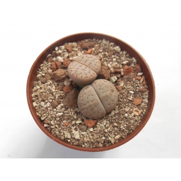 Lithops gracilidelineata