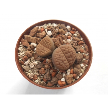 Lithops hookerii 