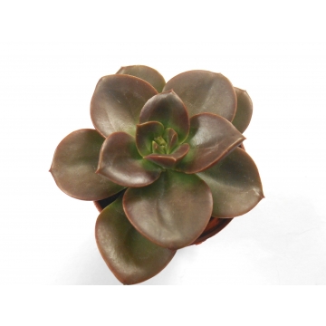 Echeveria melaco