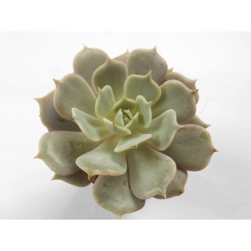 Echeveria lola