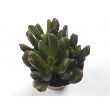 Crassula ovata hobbit