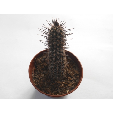 Setiechinopsis mirabilis