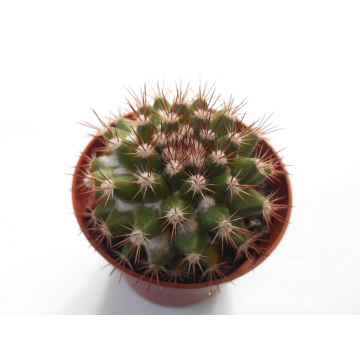 Mammillaria mammillaris