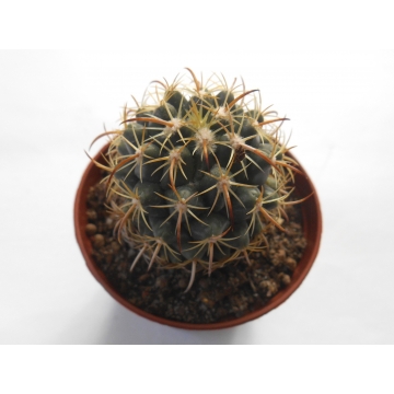 Coryphantha tripugionacantha
