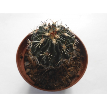 Echinofossulocactus obvalatus
