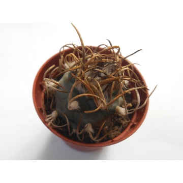 Turbinicarpus macrochele