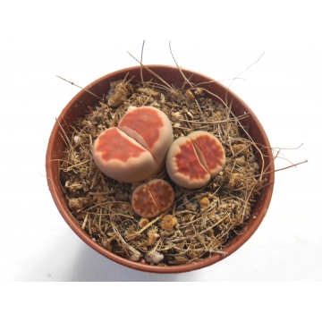 Lithops karasmontana