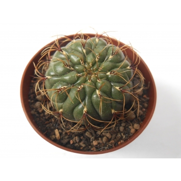 Submatucana aureiflora 