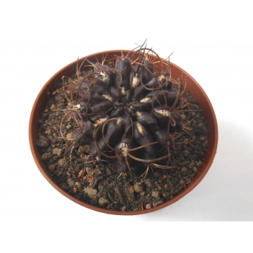 Neochilenia taltalensis