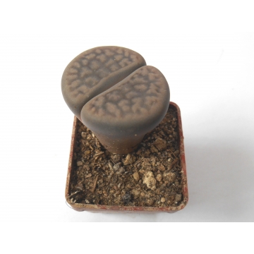 Lithops ssp