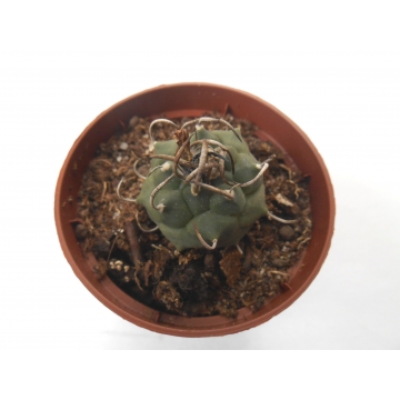 Turbinicarpus schmiedickeanus Miquihuana Tam.