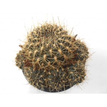 Sulcorebutia oenantha SE-127