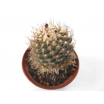 Turbinicarpus lauii 