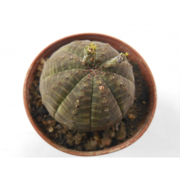 Euphorbia obesa