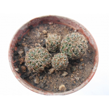 Sulcorebutia...