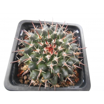 Mammillaria uncinata