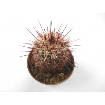 Echinocereus chloranthus v...
