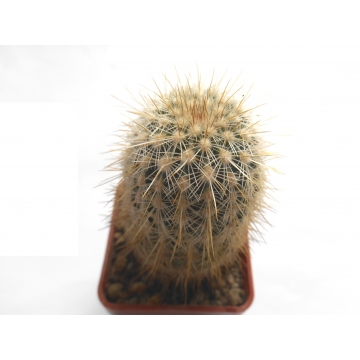 Echinocereus chloranthus v...