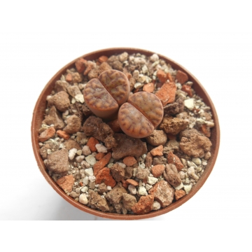 Lithops bromfieldii