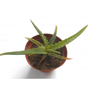Aloe arborescens