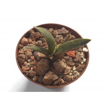Ariocarpus subbs elongatus