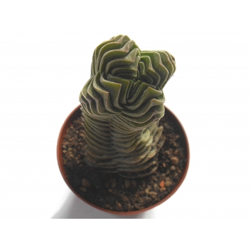 Crassula pyramidalis buddha