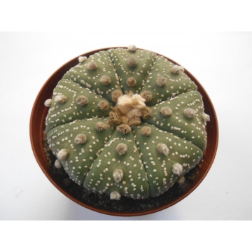 Astrophytum asterias RS1297