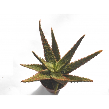 Aloe vitro