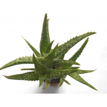 Aloe rauhii sp