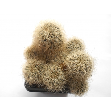 Sulcorebutia hertusii