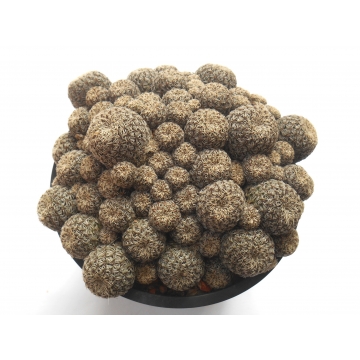 Sulcorebutia gemmae LH 1125