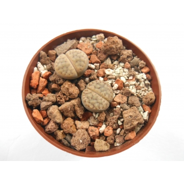 Lithops schwantesii