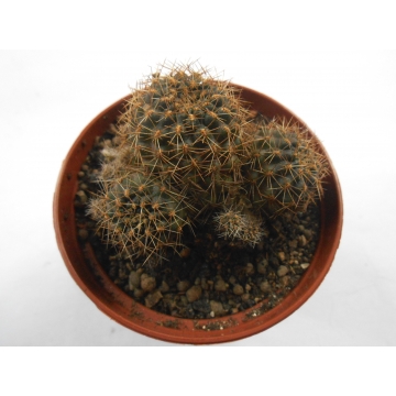 Mediolobivia deminuta