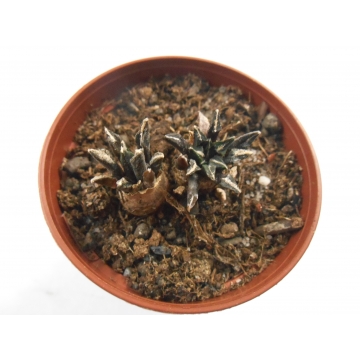 Ariocarpus kotschoubeyanus...