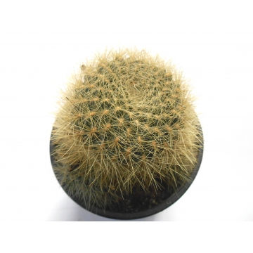 Sulcorebutia swobodae