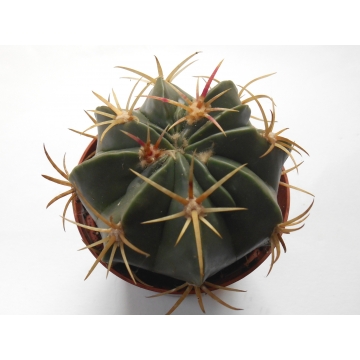 Ferocactus latispinus