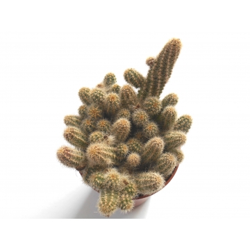 Chamacereus silvestrii