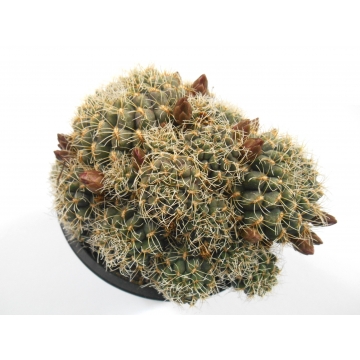 Sulcorebutia pulchra LH 699