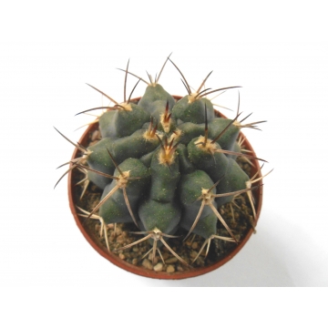 Gymnocalycium michoga