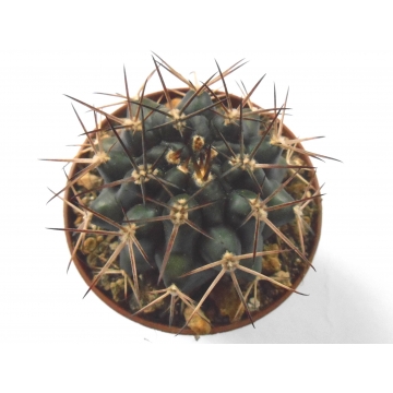 Gymnocalycium schickendantzii